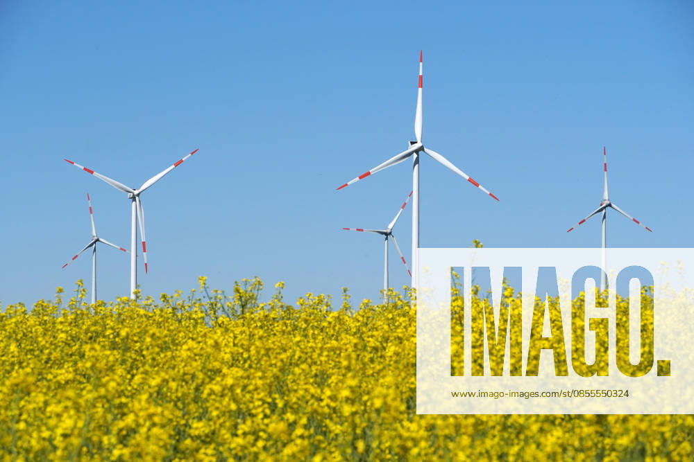 Cultural landscape with Wind turbines and flourishing Rape field, Sustainable Energy generation, Agriculture at May 1131609461