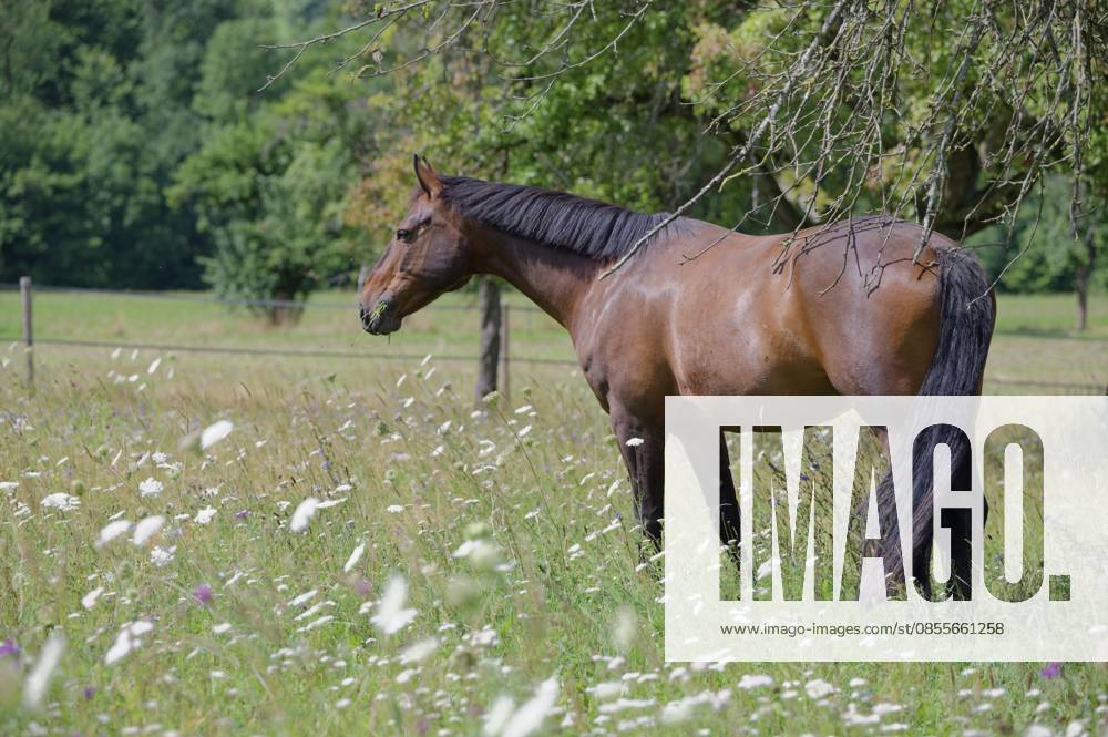 Altwürttemberger Pferd, Pferderasse, Tradition, Blumenwiese, Wiese, Waldenburg, Hohenlohe, Deutschland Altwürttemberger horse, horse breed, tradition, flower meadow, Waldenburg, Hohenlohe, Germany