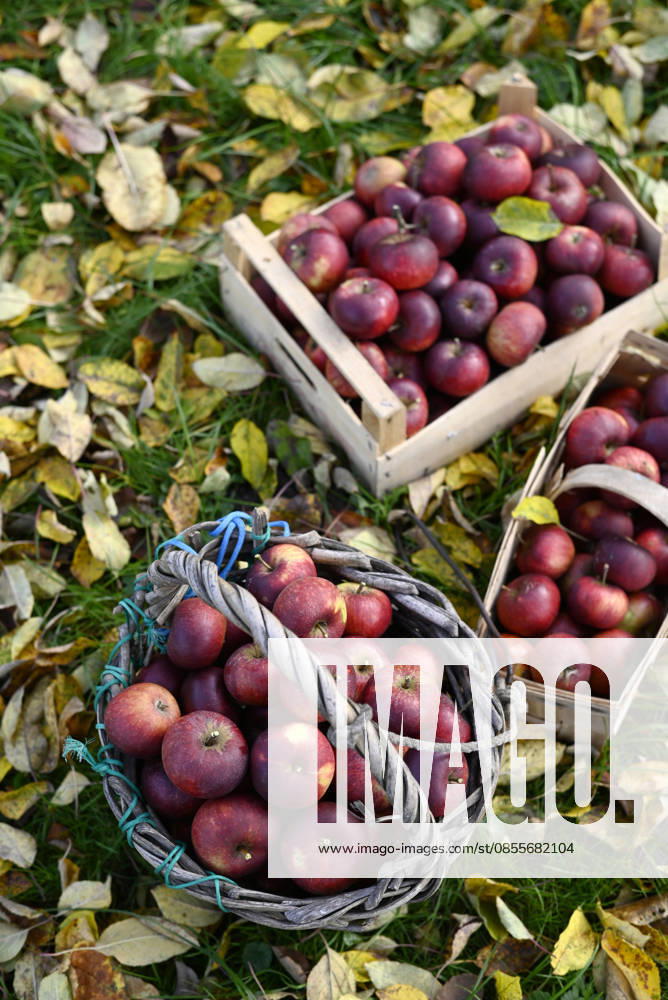 Red apples in baskets and crate on leaves during autumn harvest, Hamburg Hamburg Deutschland Altes Land GISF01321