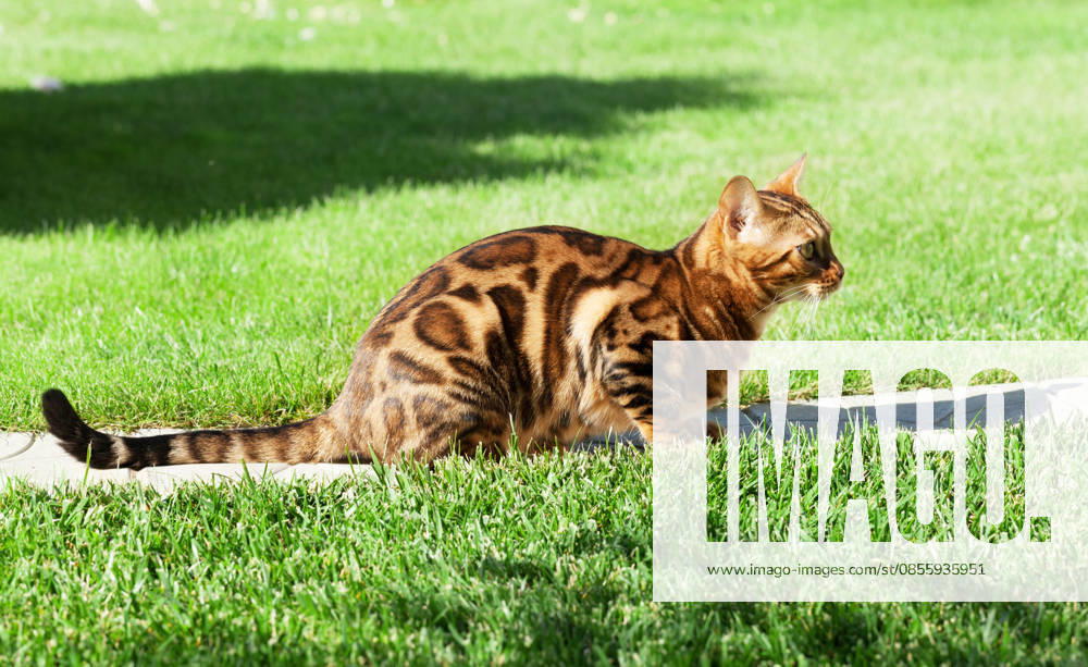 Junges Bengalkätzchen Young bengal cat in sunny garden (License=RF)