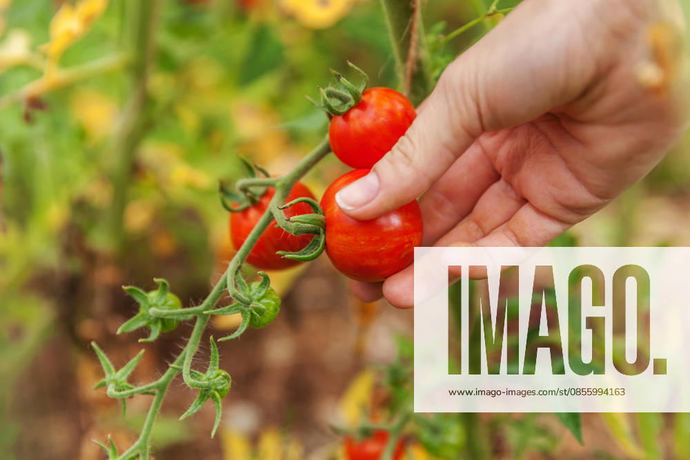 Konzept für Gartenbau und Landwirtschaft. Landarbeiterin, die frische, reife Bio-Tomaten von Hand pflückt. Gewächshausanbau. Gemüseanbau. Tomatenanbau im Gewächshaus. Gardening and agriculture concept. Woman farm worker hand picking fresh ripe organic tomatoes. Greenhouse produce. Vegetable food production. Tomato growing in greenhouse (License=RF)