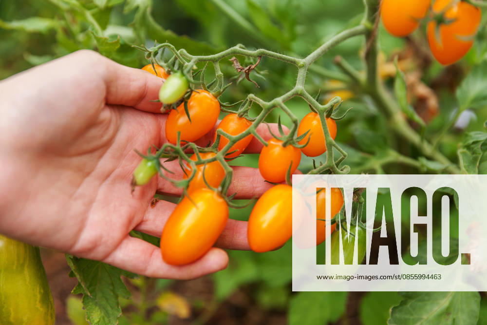 Konzept für Gartenbau und Landwirtschaft. Landarbeiterin, die frische, reife Bio-Tomaten von Hand pflückt. Gewächshausanbau. Gemüseanbau. Tomatenanbau im Gewächshaus. Gardening and agriculture concept. Woman farm worker hand picking fresh ripe organic tomatoes. Greenhouse produce. Vegetable food production. Tomato growing in greenhouse (License=RF)