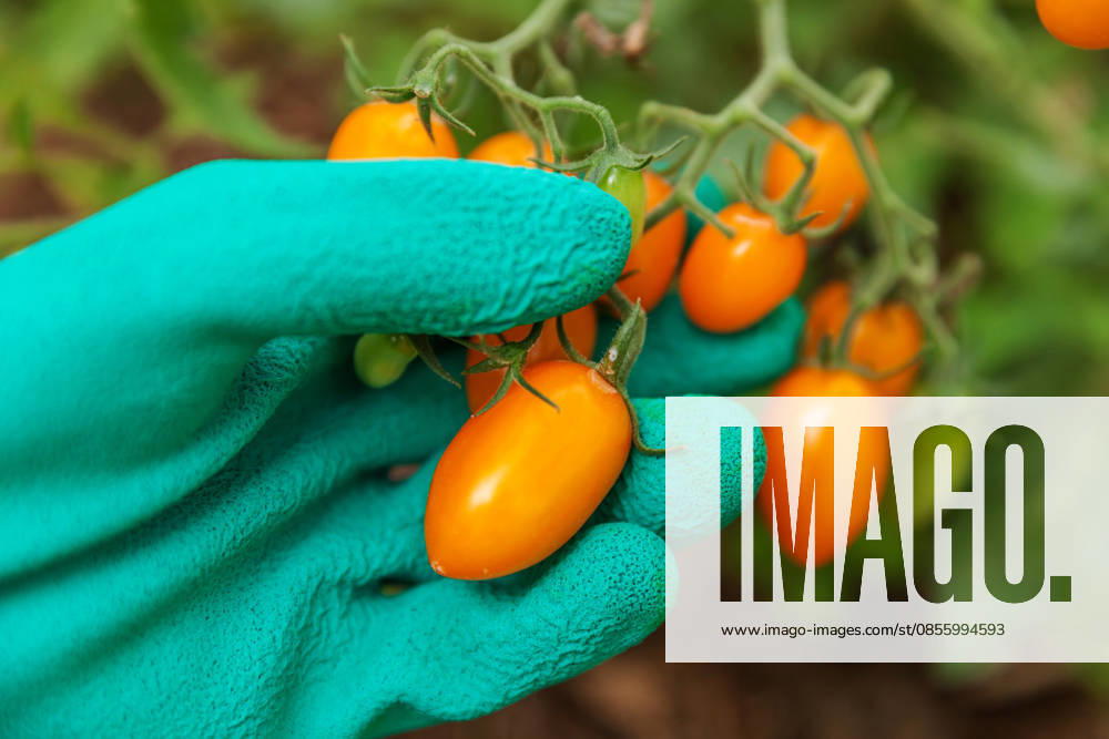 Konzept für Gartenbau und Landwirtschaft. Eine Landarbeiterin pflückt mit Handschuhen frische, reife Bio-Tomaten. Gewächshausanbau. Gemüseanbau. Tomatenanbau im Gewächshaus. Gardening and agriculture concept. Woman farm worker hand in glove picking fresh ripe organic tomatoes. Greenhouse produce. Vegetable food production. Tomato growing in greenhouse (License=RF)