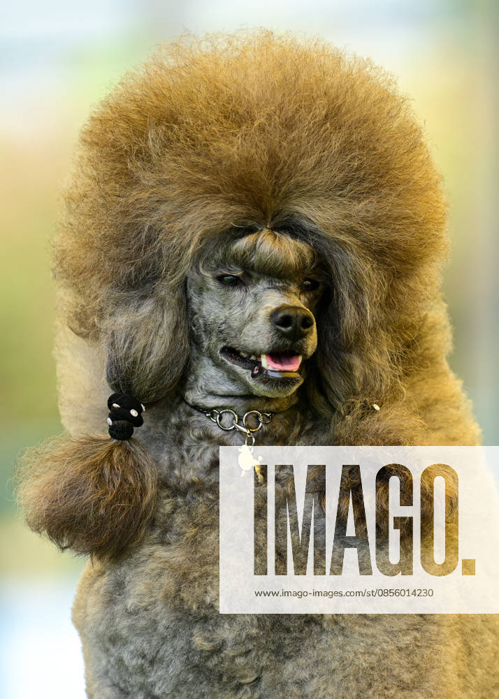 International Dog Breed Standards Competition held in Antalya ANTALYA, TURKIYE - MAY 8: A dog is seen during the International Dog Breed Standards Competition organized by the Turkish Dog Breeds and Cynology Federation at a hotel in Antalya, Turkiye, on May 8, 2026. Dogs were evaluated based on their breed characteristics, gait, posture, and grooming standards during the international event. Orhan Cicek Anadolu Antalya Turkey. Editorial use only. Please get in touch for any other usage.