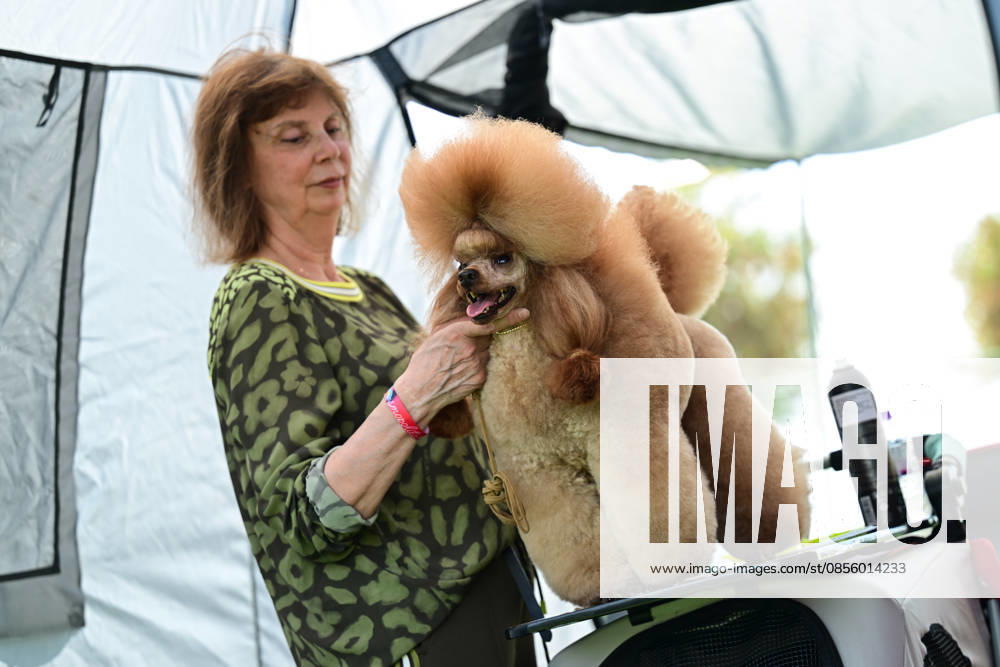 International Dog Breed Standards Competition held in Antalya ANTALYA, TURKIYE - MAY 8: A dog is seen during the International Dog Breed Standards Competition organized by the Turkish Dog Breeds and Cynology Federation at a hotel in Antalya, Turkiye, on May 8, 2026. Dogs were evaluated based on their breed characteristics, gait, posture, and grooming standards during the international event. Orhan Cicek Anadolu Antalya Turkey. Editorial use only. Please get in touch for any other usage.