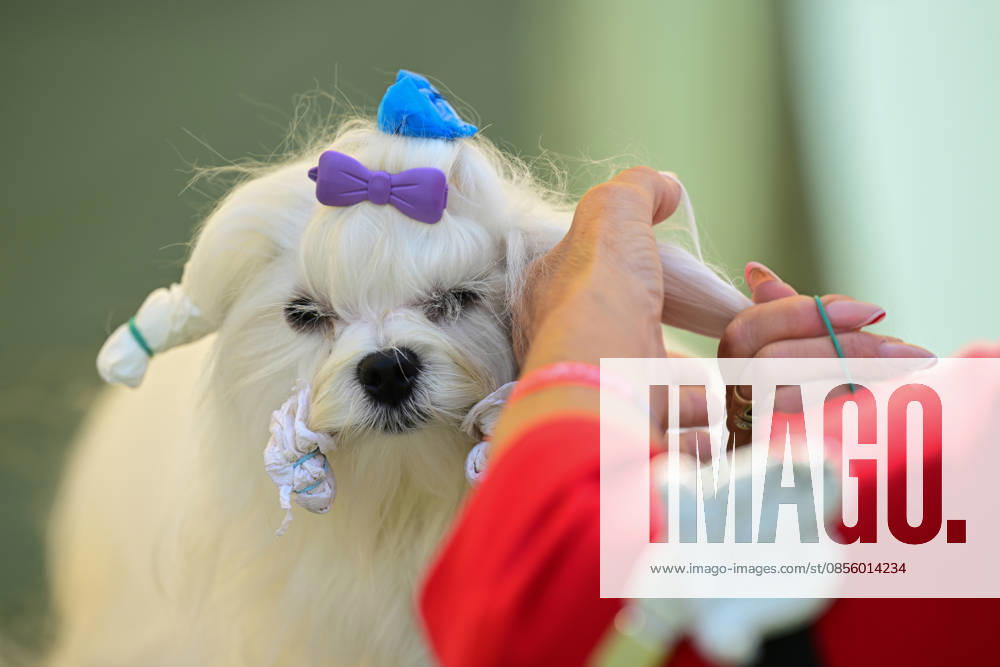 International Dog Breed Standards Competition held in Antalya ANTALYA, TURKIYE - MAY 8: A dog is seen during the International Dog Breed Standards Competition organized by the Turkish Dog Breeds and Cynology Federation at a hotel in Antalya, Turkiye, on May 8, 2026. Dogs were evaluated based on their breed characteristics, gait, posture, and grooming standards during the international event. Orhan Cicek Anadolu Antalya Turkey. Editorial use only. Please get in touch for any other usage.