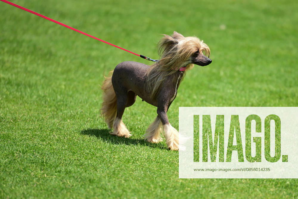 International Dog Breed Standards Competition held in Antalya ANTALYA, TURKIYE - MAY 8: A dog is seen during the International Dog Breed Standards Competition organized by the Turkish Dog Breeds and Cynology Federation at a hotel in Antalya, Turkiye, on May 8, 2026. Dogs were evaluated based on their breed characteristics, gait, posture, and grooming standards during the international event. Orhan Cicek Anadolu Antalya Turkey. Editorial use only. Please get in touch for any other usage.