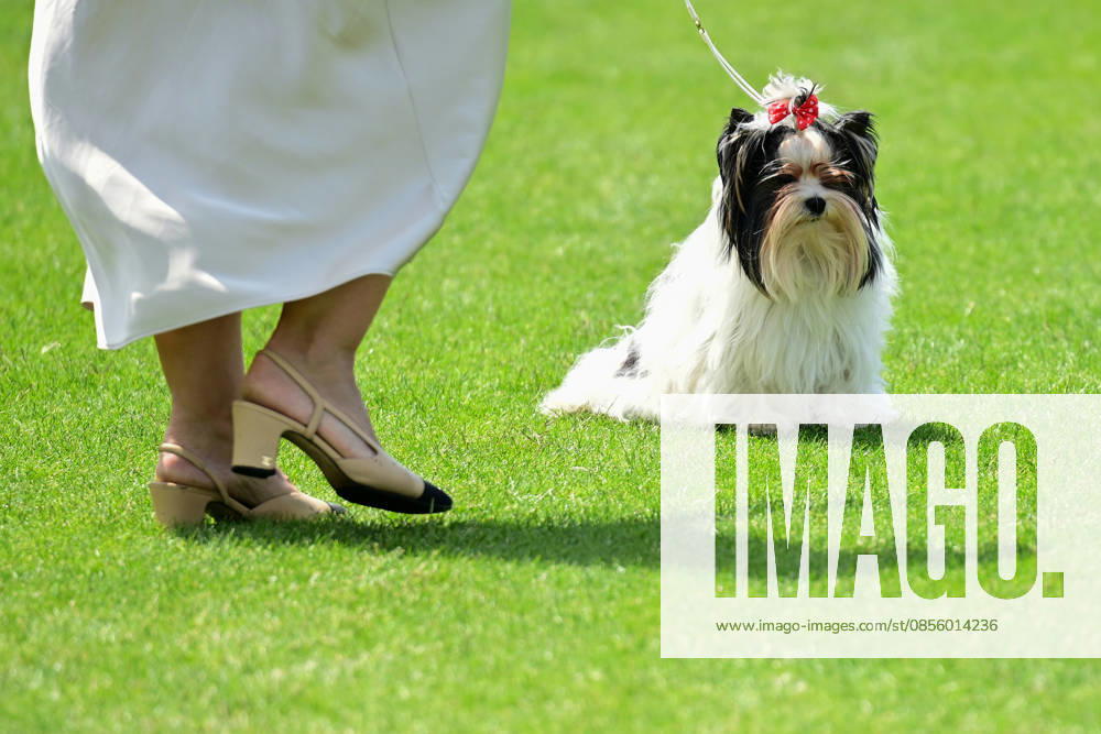 International Dog Breed Standards Competition held in Antalya ANTALYA, TURKIYE - MAY 8: A dog is seen during the International Dog Breed Standards Competition organized by the Turkish Dog Breeds and Cynology Federation at a hotel in Antalya, Turkiye, on May 8, 2026. Dogs were evaluated based on their breed characteristics, gait, posture, and grooming standards during the international event. Orhan Cicek Anadolu Antalya Turkey. Editorial use only. Please get in touch for any other usage.