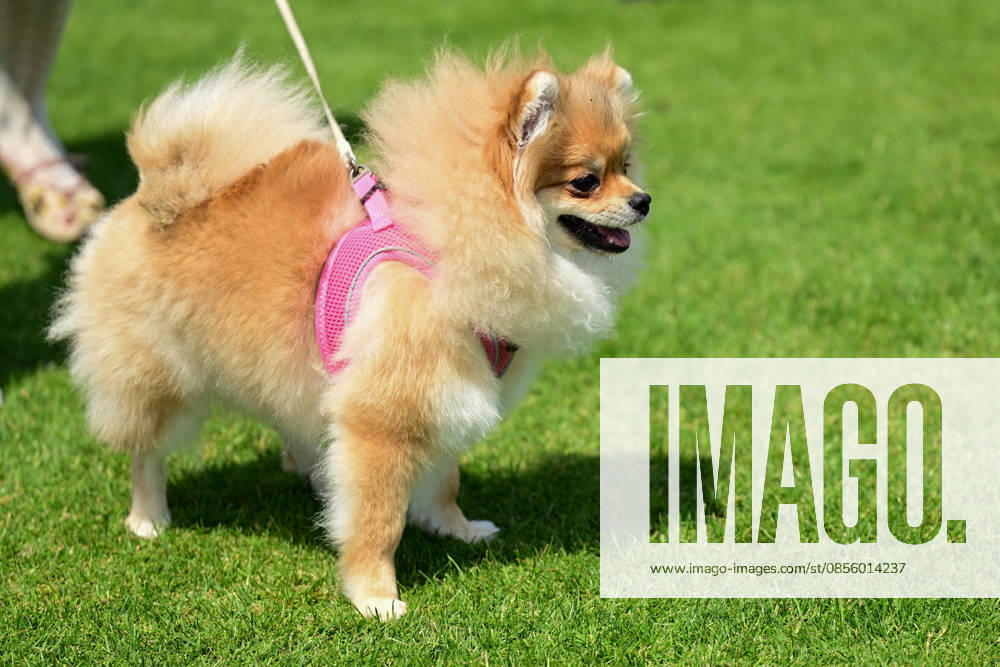 International Dog Breed Standards Competition held in Antalya ANTALYA, TURKIYE - MAY 8: A dog is seen during the International Dog Breed Standards Competition organized by the Turkish Dog Breeds and Cynology Federation at a hotel in Antalya, Turkiye, on May 8, 2026. Dogs were evaluated based on their breed characteristics, gait, posture, and grooming standards during the international event. Orhan Cicek Anadolu Antalya Turkey. Editorial use only. Please get in touch for any other usage.