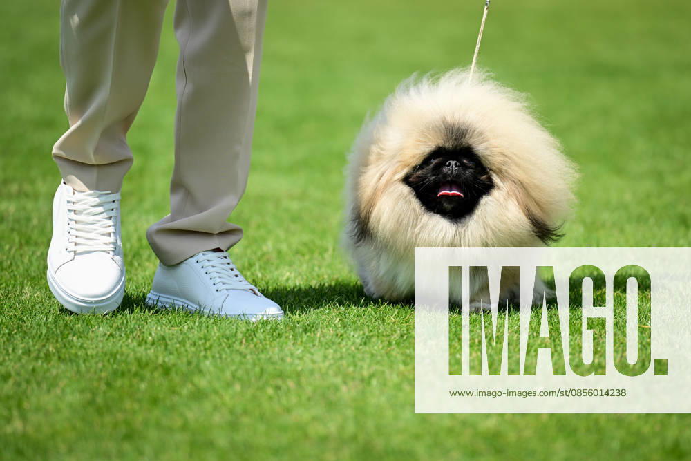 International Dog Breed Standards Competition held in Antalya ANTALYA, TURKIYE - MAY 8: A dog is seen during the International Dog Breed Standards Competition organized by the Turkish Dog Breeds and Cynology Federation at a hotel in Antalya, Turkiye, on May 8, 2026. Dogs were evaluated based on their breed characteristics, gait, posture, and grooming standards during the international event. Orhan Cicek Anadolu Antalya Turkey. Editorial use only. Please get in touch for any other usage.