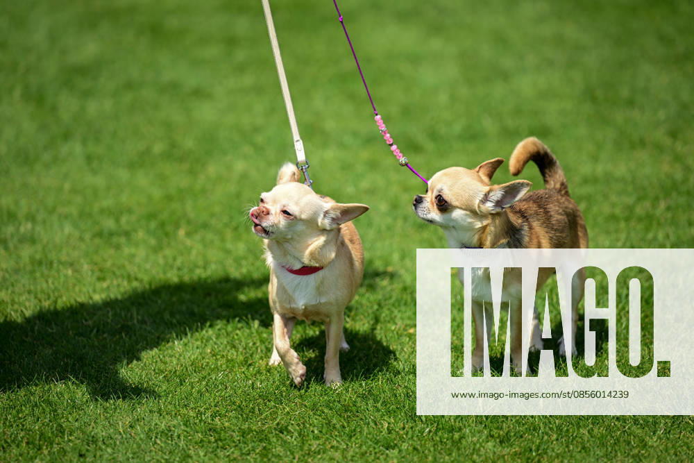 International Dog Breed Standards Competition held in Antalya ANTALYA, TURKIYE - MAY 8: Dogs are seen during the International Dog Breed Standards Competition organized by the Turkish Dog Breeds and Cynology Federation at a hotel in Antalya, Turkiye, on May 8, 2026. Dogs were evaluated based on their breed characteristics, gait, posture, and grooming standards during the international event. Orhan Cicek Anadolu Antalya Turkey. Editorial use only. Please get in touch for any other usage.