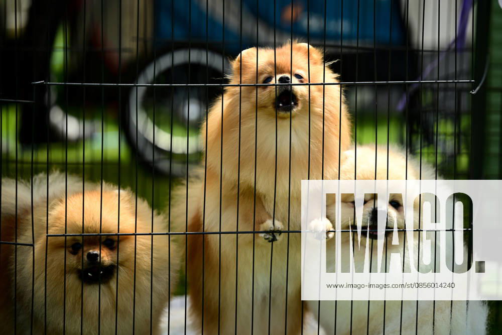 International Dog Breed Standards Competition held in Antalya ANTALYA, TURKIYE - MAY 8: Dogs are seen during the International Dog Breed Standards Competition organized by the Turkish Dog Breeds and Cynology Federation at a hotel in Antalya, Turkiye, on May 8, 2026. Dogs were evaluated based on their breed characteristics, gait, posture, and grooming standards during the international event. Orhan Cicek Anadolu Antalya Turkey. Editorial use only. Please get in touch for any other usage.