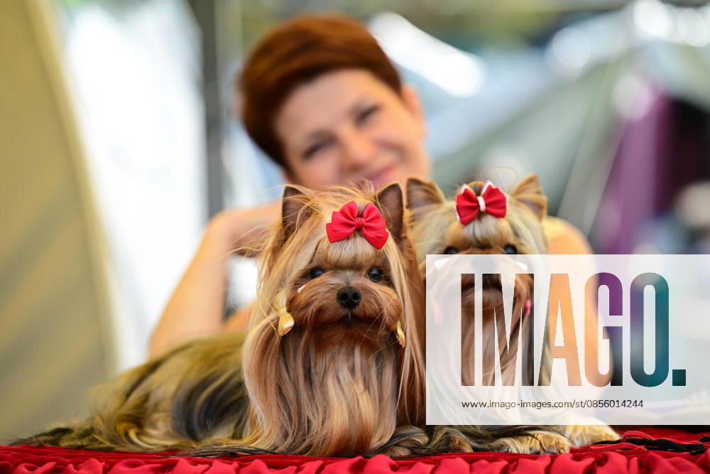 International Dog Breed Standards Competition held in Antalya ANTALYA, TURKIYE - MAY 8: Dogs are seen during the International Dog Breed Standards Competition organized by the Turkish Dog Breeds and Cynology Federation at a hotel in Antalya, Turkiye, on May 8, 2026. Dogs were evaluated based on their breed characteristics, gait, posture, and grooming standards during the international event. Orhan Cicek Anadolu Antalya Turkey. Editorial use only. Please get in touch for any other usage.