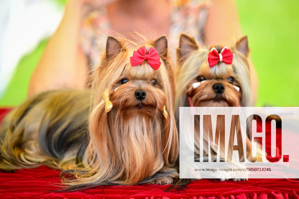 International Dog Breed Standards Competition held in Antalya ANTALYA, TURKIYE - MAY 8: Dogs are seen during the International Dog Breed Standards Competition organized by the Turkish Dog Breeds and Cynology Federation at a hotel in Antalya, Turkiye, on May 8, 2026. Dogs were evaluated based on their breed characteristics, gait, posture, and grooming standards during the international event. Orhan Cicek Anadolu Antalya Turkey. Editorial use only. Please get in touch for any other usage.