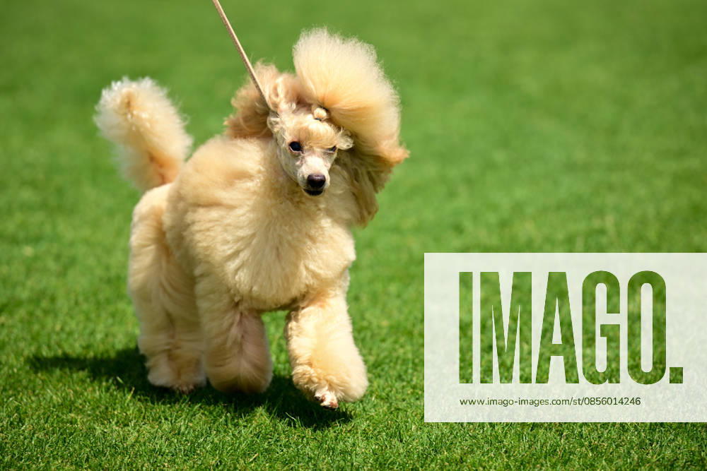 International Dog Breed Standards Competition held in Antalya ANTALYA, TURKIYE - MAY 8: A dog is seen during the International Dog Breed Standards Competition organized by the Turkish Dog Breeds and Cynology Federation at a hotel in Antalya, Turkiye, on May 8, 2026. Dogs were evaluated based on their breed characteristics, gait, posture, and grooming standards during the international event. Orhan Cicek Anadolu Antalya Turkey. Editorial use only. Please get in touch for any other usage.