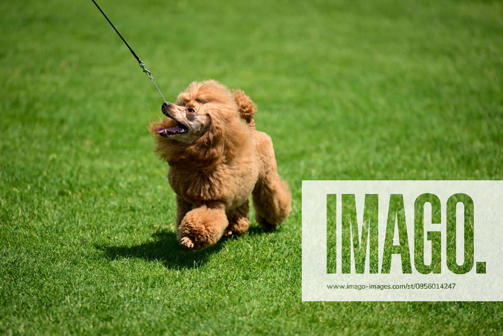 International Dog Breed Standards Competition held in Antalya ANTALYA, TURKIYE - MAY 8: A dog is seen during the International Dog Breed Standards Competition organized by the Turkish Dog Breeds and Cynology Federation at a hotel in Antalya, Turkiye, on May 8, 2026. Dogs were evaluated based on their breed characteristics, gait, posture, and grooming standards during the international event. Orhan Cicek Anadolu Antalya Turkey. Editorial use only. Please get in touch for any other usage.