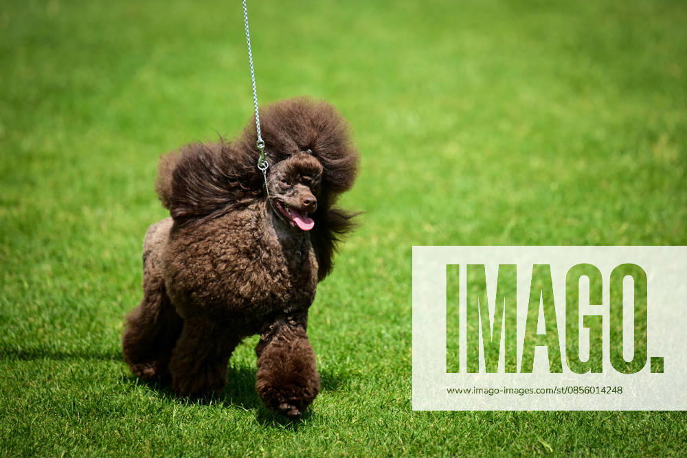 International Dog Breed Standards Competition held in Antalya ANTALYA, TURKIYE - MAY 8: A dog is seen during the International Dog Breed Standards Competition organized by the Turkish Dog Breeds and Cynology Federation at a hotel in Antalya, Turkiye, on May 8, 2026. Dogs were evaluated based on their breed characteristics, gait, posture, and grooming standards during the international event. Orhan Cicek Anadolu Antalya Turkey. Editorial use only. Please get in touch for any other usage.