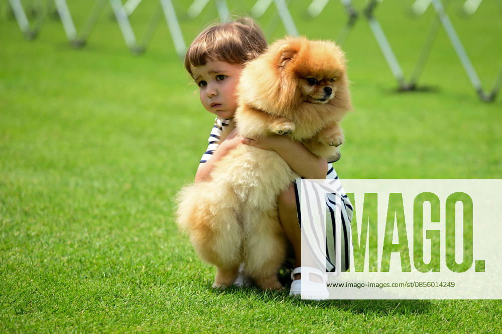 International Dog Breed Standards Competition held in Antalya ANTALYA, TURKIYE - MAY 8: A dog is seen during the International Dog Breed Standards Competition organized by the Turkish Dog Breeds and Cynology Federation at a hotel in Antalya, Turkiye, on May 8, 2026. Dogs were evaluated based on their breed characteristics, gait, posture, and grooming standards during the international event. Orhan Cicek Anadolu Antalya Turkey. Editorial use only. Please get in touch for any other usage.