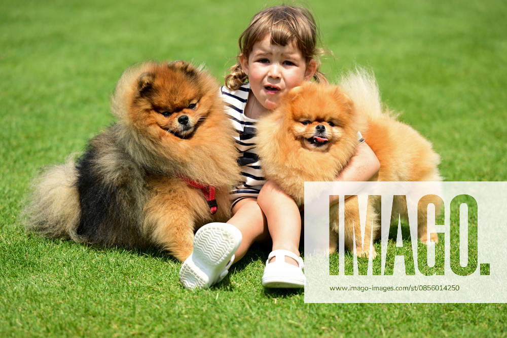International Dog Breed Standards Competition held in Antalya ANTALYA, TURKIYE - MAY 8: Dogs are seen during the International Dog Breed Standards Competition organized by the Turkish Dog Breeds and Cynology Federation at a hotel in Antalya, Turkiye, on May 8, 2026. Dogs were evaluated based on their breed characteristics, gait, posture, and grooming standards during the international event. Orhan Cicek Anadolu Antalya Turkey. Editorial use only. Please get in touch for any other usage.