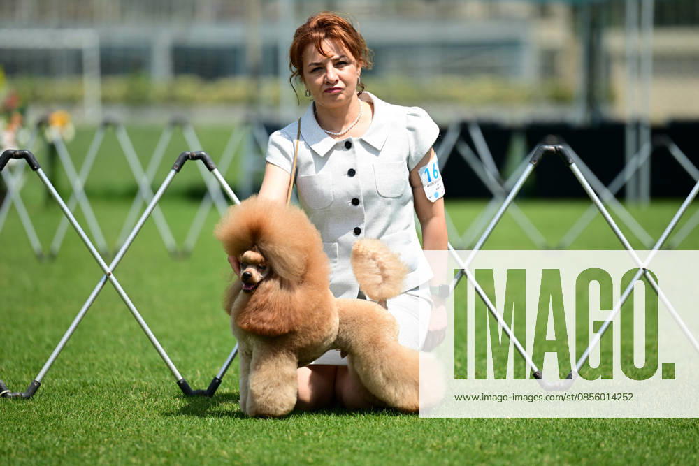 International Dog Breed Standards Competition held in Antalya ANTALYA, TURKIYE - MAY 8: A dog is seen during the International Dog Breed Standards Competition organized by the Turkish Dog Breeds and Cynology Federation at a hotel in Antalya, Turkiye, on May 8, 2026. Dogs were evaluated based on their breed characteristics, gait, posture, and grooming standards during the international event. Orhan Cicek Anadolu Antalya Turkey. Editorial use only. Please get in touch for any other usage.