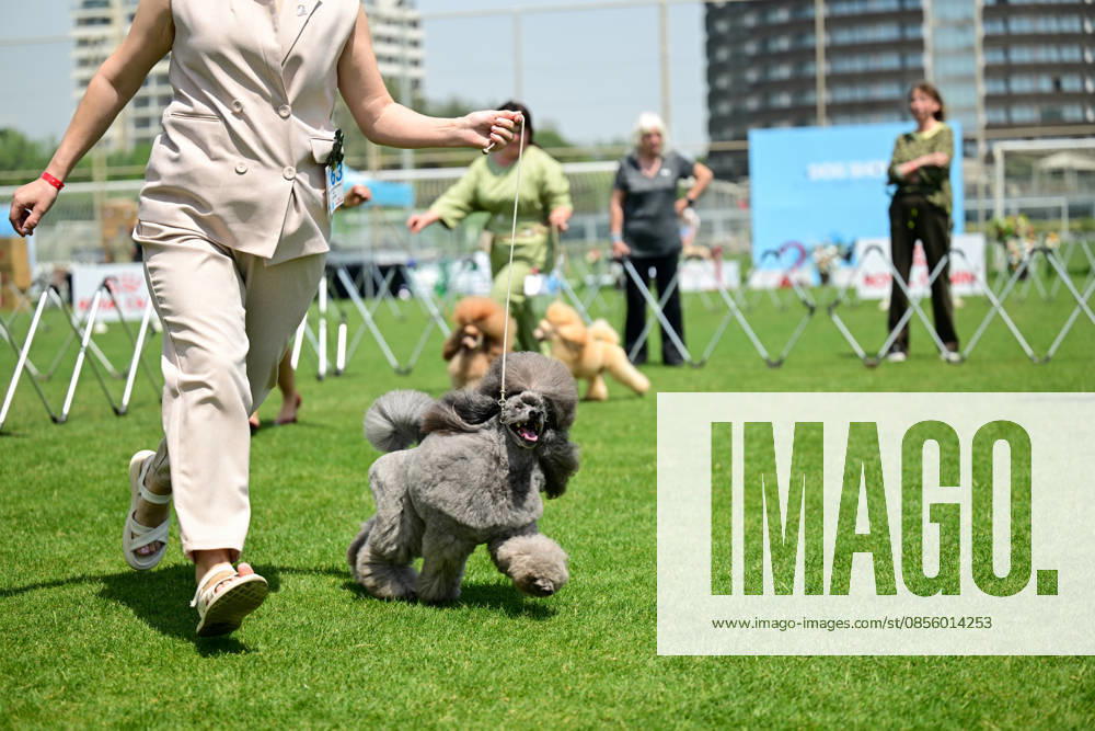 International Dog Breed Standards Competition held in Antalya ANTALYA, TURKIYE - MAY 8: Dogs are seen during the International Dog Breed Standards Competition organized by the Turkish Dog Breeds and Cynology Federation at a hotel in Antalya, Turkiye, on May 8, 2026. Dogs were evaluated based on their breed characteristics, gait, posture, and grooming standards during the international event. Orhan Cicek Anadolu Antalya Turkey. Editorial use only. Please get in touch for any other usage.