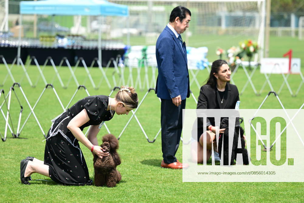 International Dog Breed Standards Competition held in Antalya ANTALYA, TURKIYE - MAY 8: Dogs are seen during the International Dog Breed Standards Competition organized by the Turkish Dog Breeds and Cynology Federation at a hotel in Antalya, Turkiye, on May 8, 2026. Dogs were evaluated based on their breed characteristics, gait, posture, and grooming standards during the international event. Orhan Cicek Anadolu Antalya Turkey. Editorial use only. Please get in touch for any other usage.
