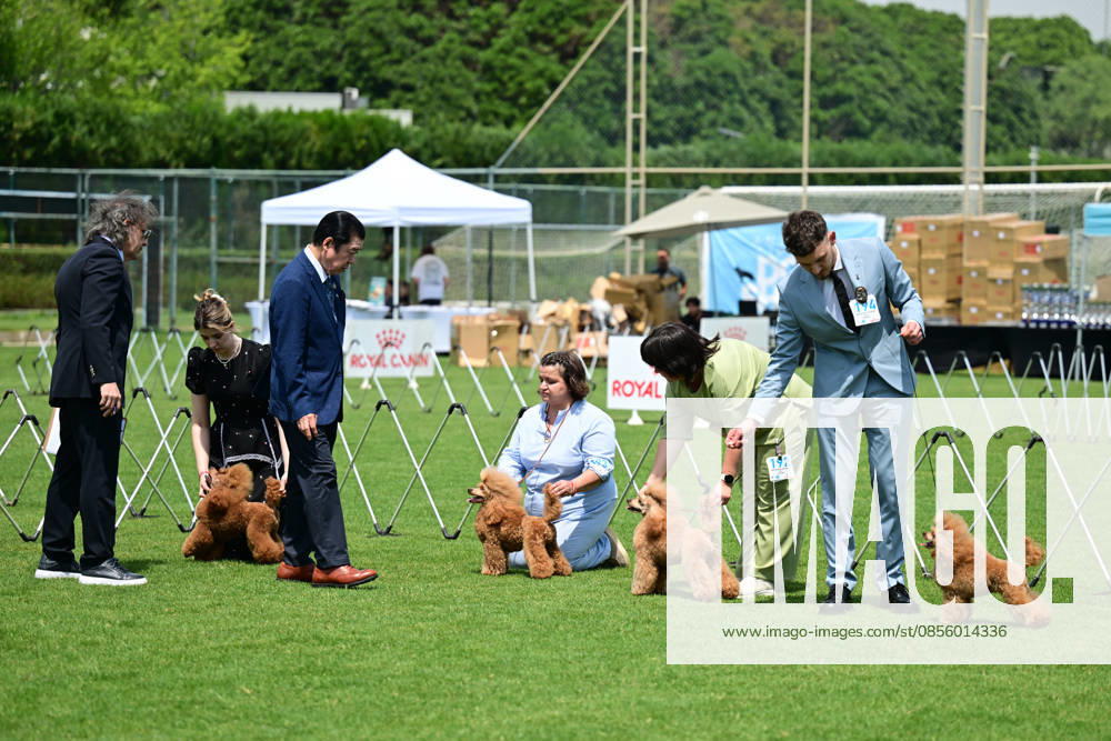 International Dog Breed Standards Competition held in Antalya ANTALYA, TURKIYE - MAY 8: Dogs are seen during the International Dog Breed Standards Competition organized by the Turkish Dog Breeds and Cynology Federation at a hotel in Antalya, Turkiye, on May 8, 2026. Dogs were evaluated based on their breed characteristics, gait, posture, and grooming standards during the international event. Orhan Cicek Anadolu Antalya Turkey. Editorial use only. Please get in touch for any other usage.