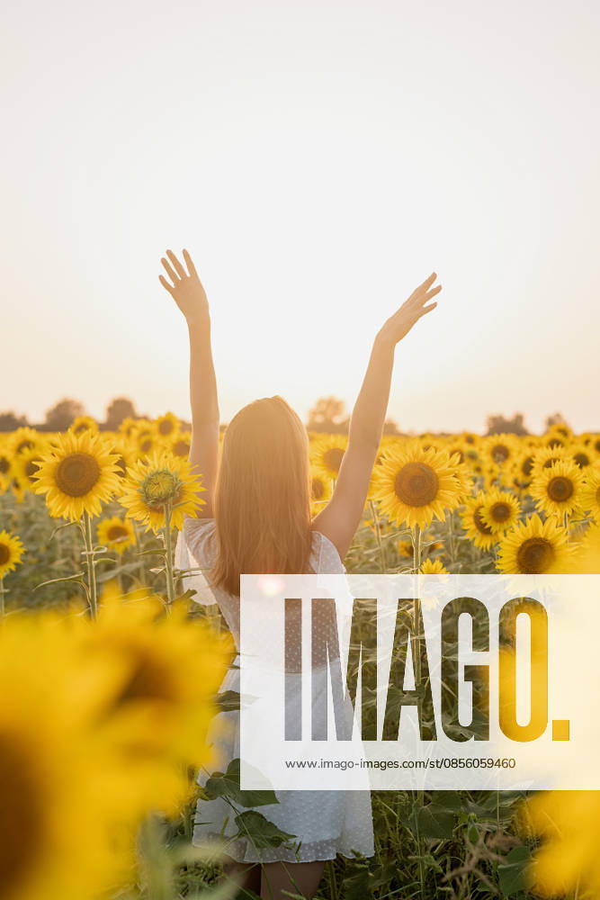 Eine junge, schöne Frau zwischen Sonnenblumen bei Sonnenuntergang Freedom concept. Autumn nature. Young woman in white dress walking between sunflowers on a field in sunset raising her arms (License=RF) ,model released, Symbolfoto