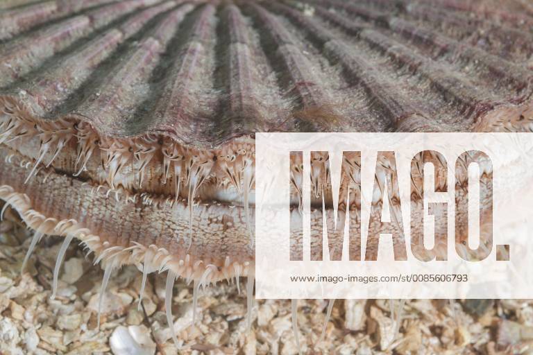 Small pilgrim shell Aequipecten opercularis in the sand. Detail Norwegian sea. North Atlantic Norway. Europe