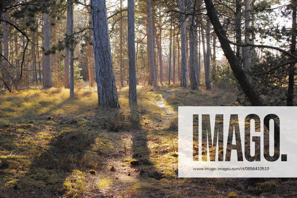 Nature, branches or trees with sunset in forest, fall or transition season for ecological development. Woods, environment or foliage on ground for conservation, autumn or botanical sustainability. model released property released