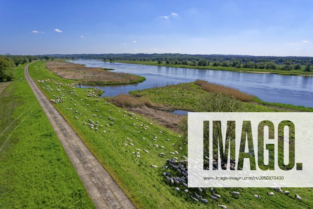 Schafe weiden am Ufer der Oder im Nationalpark Unteres Odertal in der Uckermark. Stützkow, Angermünde, Brandenburg, Deutschland Sheep graze on the banks of the Oder in the Lower Oder Valley National Park in the Uckermark. Stützkow, Angermünde, Brandenburg, Germany