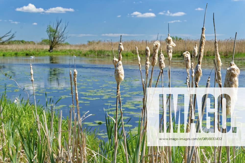 Rohrkolben in der Flusslandschaft im Nationalpark Unteres Odertal in der Uckermark. Stützkow, Angermünde, Brandenburg, Deutschland Cattails in the river landscape in the Lower Oder Valley National Park in the Uckermark. Stützkow, Angermünde, Brandenburg, Germany