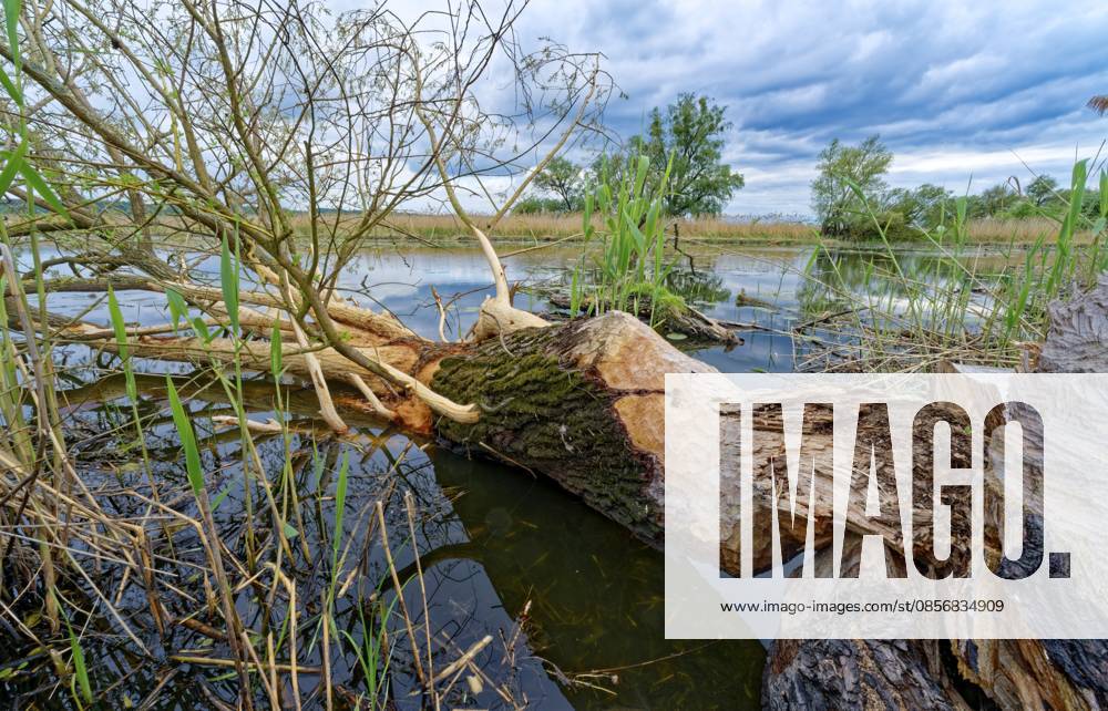 Abgenagter und gefällter Baum, Spuren von Biebern, in der Flusslandschaft im Nationalpark Unteres Odertal in der Uckermark. Criewen, Schwedt, Brandenburg, Deutschland Drenched and felled tree, traces of beavers, in the river landscape in the Lower Oder Valley National Park in the Uckermark. Criewen, Schwedt, Brandenburg, Germany