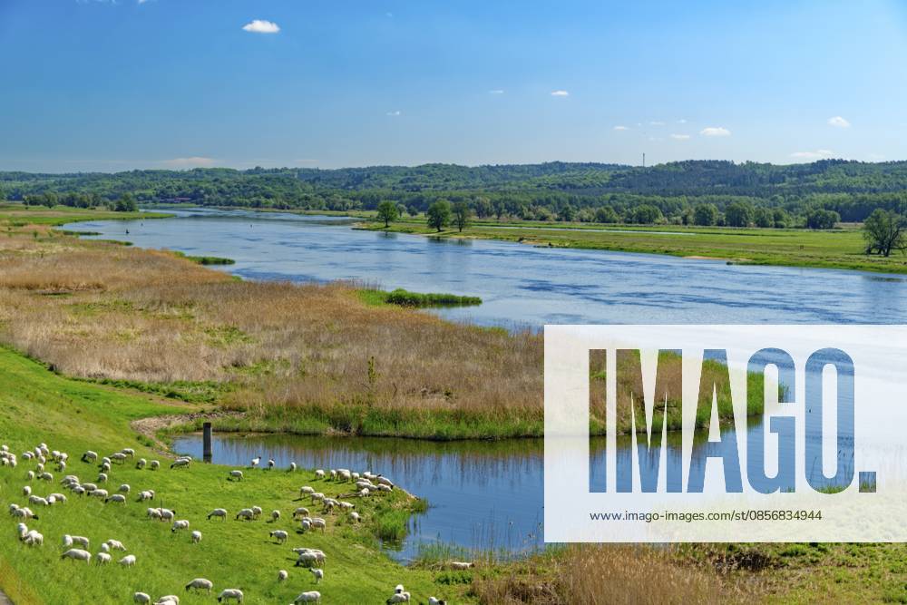 Schafe weiden am Ufer der Oder im Nationalpark Unteres Odertal in der Uckermark. Stützkow, Angermünde, Brandenburg, Deutschland Sheep graze on the banks of the Oder in the Lower Oder Valley National Park in the Uckermark. Stützkow, Angermünde, Brandenburg, Germany
