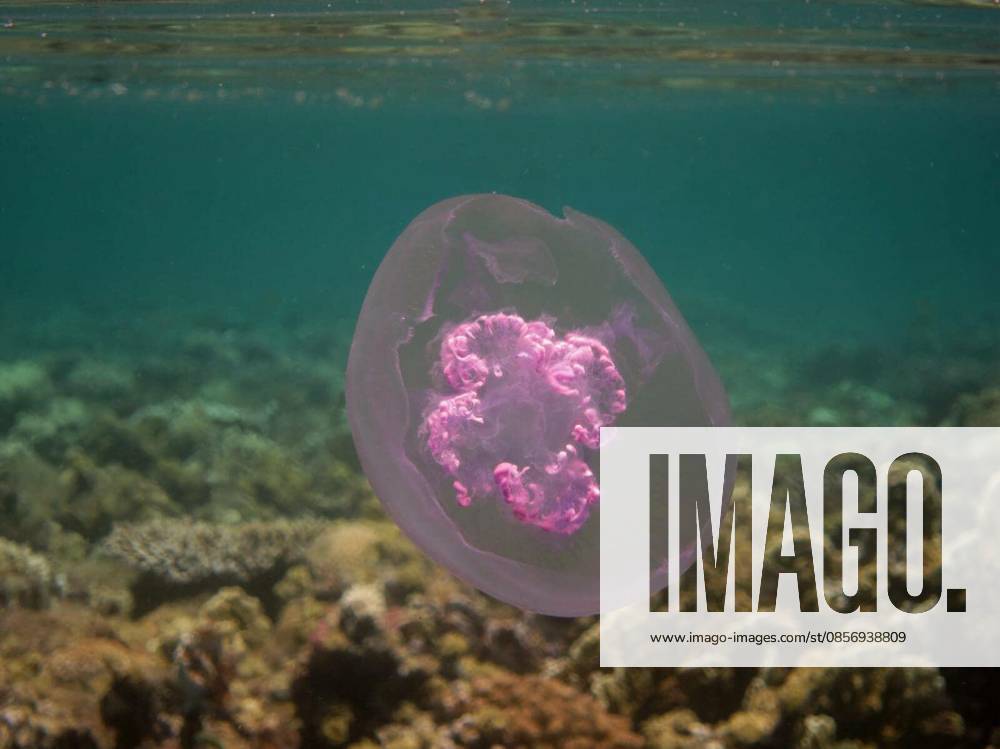 Grosse rosa qualle im roten meer grossansicht