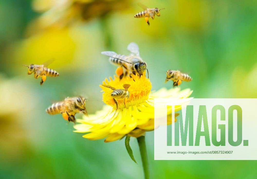 Close up group of bees on a daisy flower