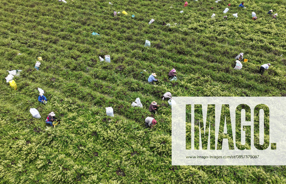 Aerial view of farmers harvesting honeysuckle flowers in a field on May 22, 2026 in Zaozhuang, Shandong Province of China.