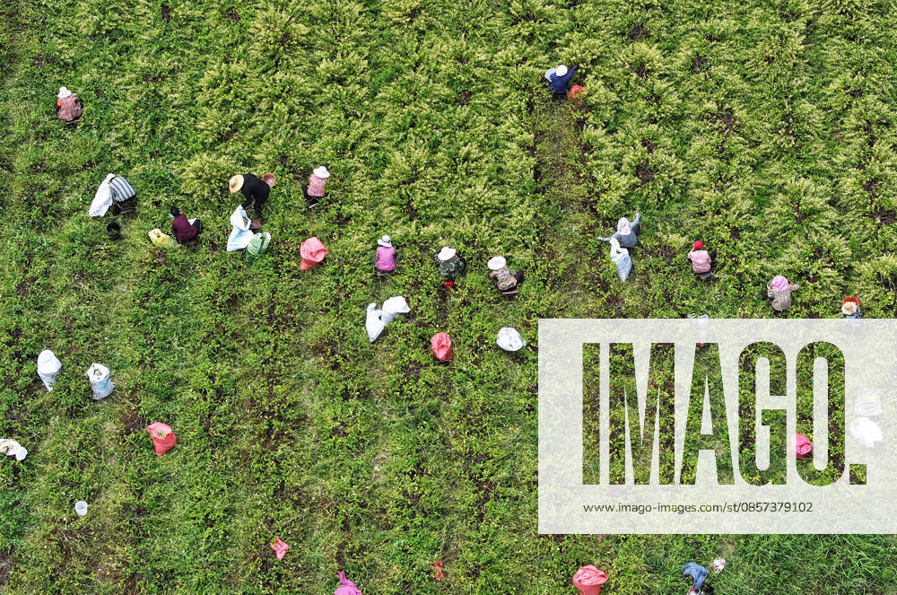 Aerial view of farmers harvesting honeysuckle flowers in a field on May 22, 2026 in Zaozhuang, Shandong Province of China.