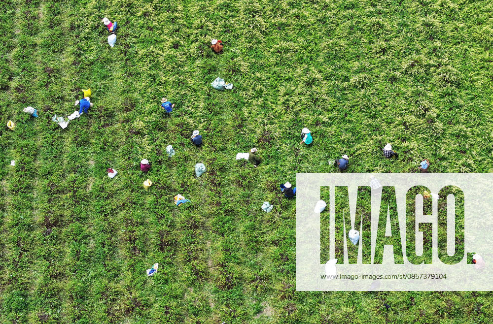 Aerial view of farmers harvesting honeysuckle flowers in a field on May 22, 2026 in Zaozhuang, Shandong Province of China.