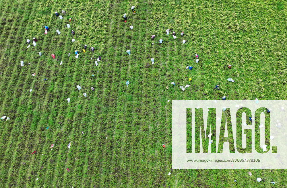Aerial view of farmers harvesting honeysuckle flowers in a field on May 22, 2026 in Zaozhuang, Shandong Province of China.