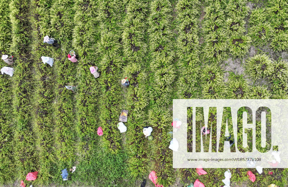 Aerial view of farmers harvesting honeysuckle flowers in a field on May 22, 2026 in Zaozhuang, Shandong Province of China.