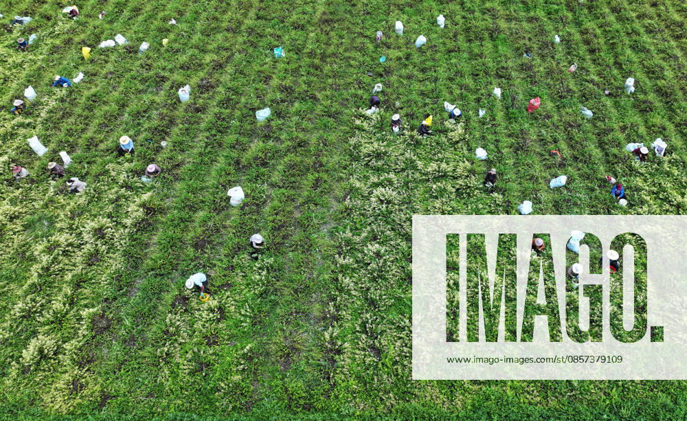 Aerial view of farmers harvesting honeysuckle flowers in a field on May 22, 2026 in Zaozhuang, Shandong Province of China.