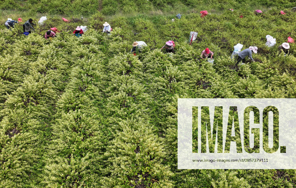 Aerial view of farmers harvesting honeysuckle flowers in a field on May 22, 2026 in Zaozhuang, Shandong Province of China.