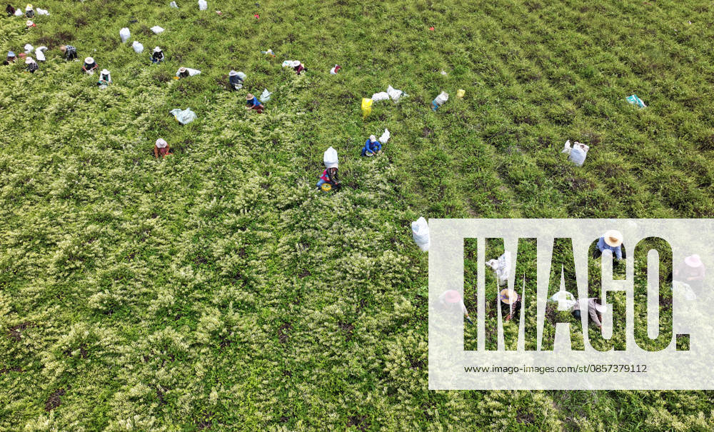 Aerial view of farmers harvesting honeysuckle flowers in a field on May 22, 2026 in Zaozhuang, Shandong Province of China.