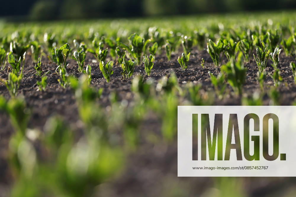 In May, sugar beets are still growing as young plants in even rows in the field near Cologne Their small, vibrant green leaves are slowly spreading out while the beet is developing under the soil Themed picture, symbolic picture Frechen, 24 05 2026 NRW Germany