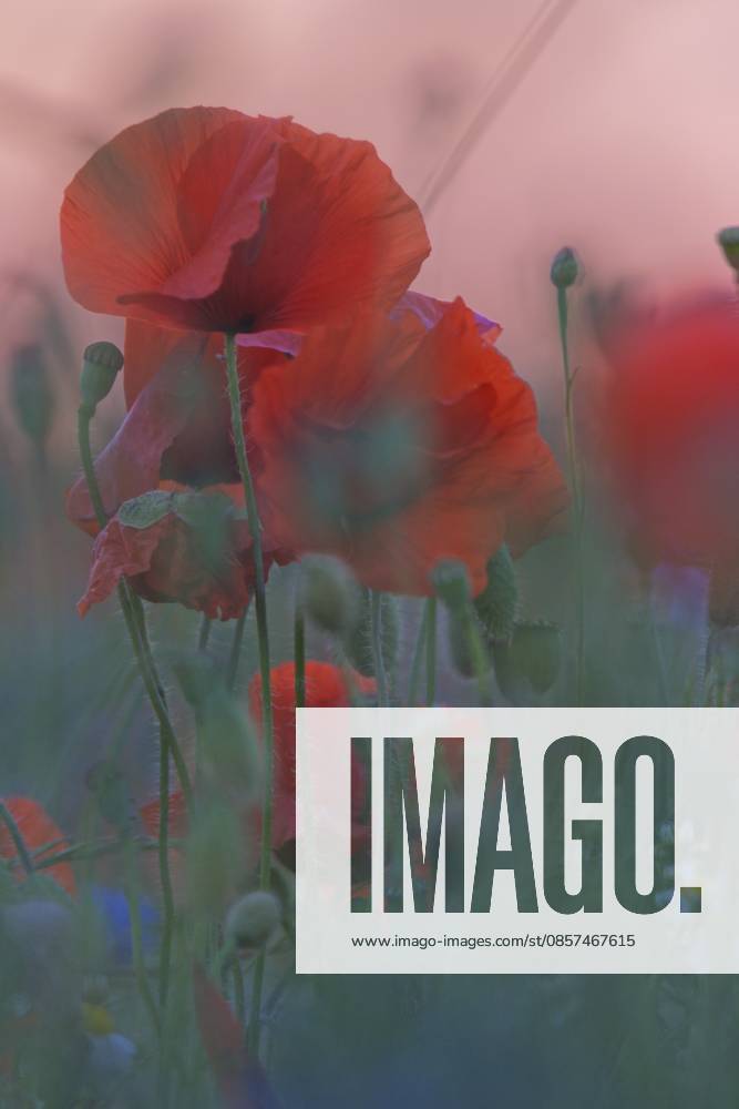 Klatschmohn (Papaver rhoeas) vor Sonnenaufgang, Kempen, Kreis Viersen, Nordrhein-Westfalen, Deutschland Corn poppy (Papaver rhoeas) in front of sunrise, Kempen, Viersen district, North Rhine-Westphalia, Germany