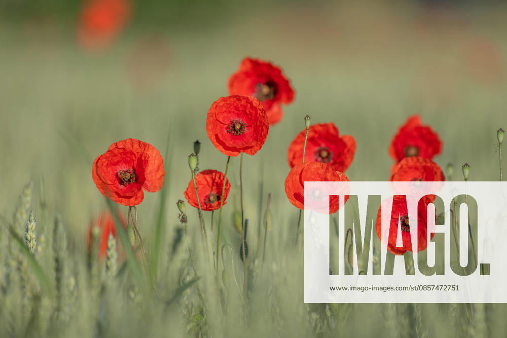 Rote Mohnblumen locken an sonnigen Tagen Bienen auf die Felder Red poppy stands alone in field. Bee lands on flower. Sky is clear and sun shines on natural scene. Bas Rhin, Alsace, France, Europe. (License=RF)