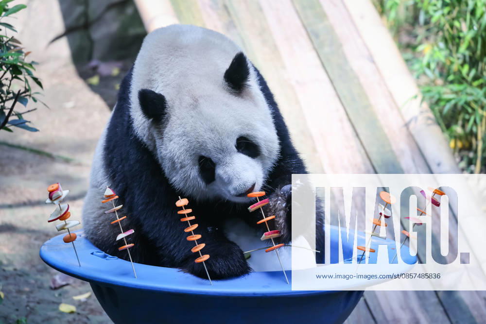 Giant panda Yu Ke enjoys fruit and vegetable skewers at Chongqing Zoo in summer on May 24, 2026 in Chongqing, China.