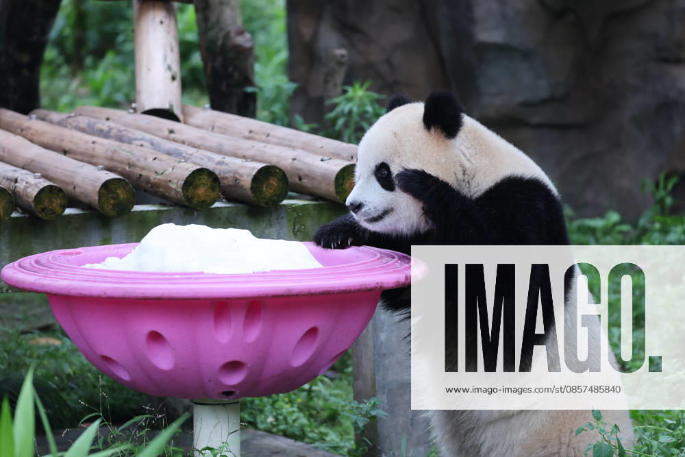 Giant panda Yu Ai plays with snow at Chongqing Zoo in summer on May 24, 2026 in Chongqing, China.