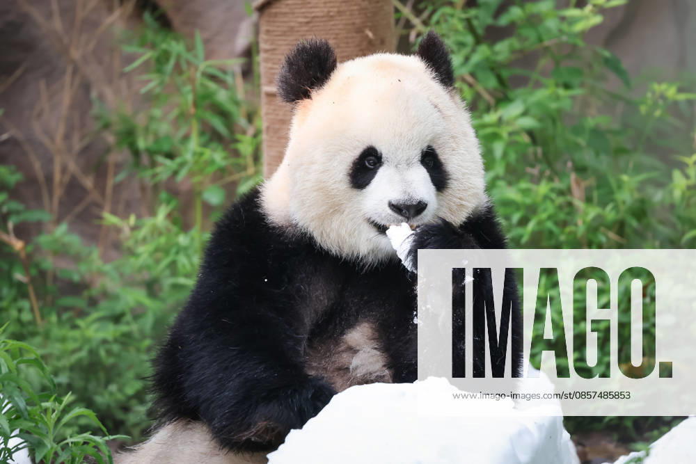 Giant panda Yu Ai plays with snow at Chongqing Zoo in summer on May 24, 2026 in Chongqing, China.